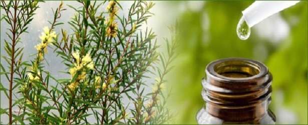 How to Cure Toenail Fungus with Tea Tree Oil
